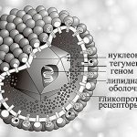 На рисунке показано строение вируса герпеса